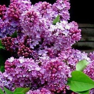 Profile Picture of Linda Fox (@linda.fox.7140) on Facebook