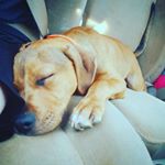 Profile Picture of buddy prince (@buddy.prince19) on Instagram