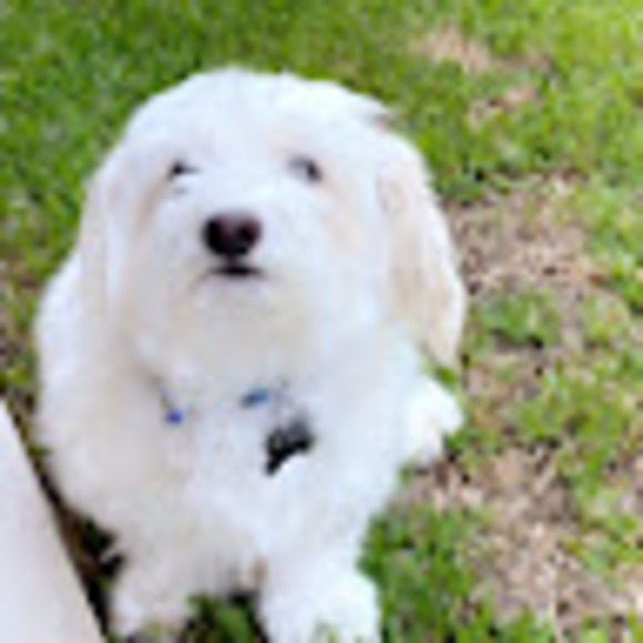 Profile Picture of Catherine Ruddiman (@cruddiman) on Poshmark