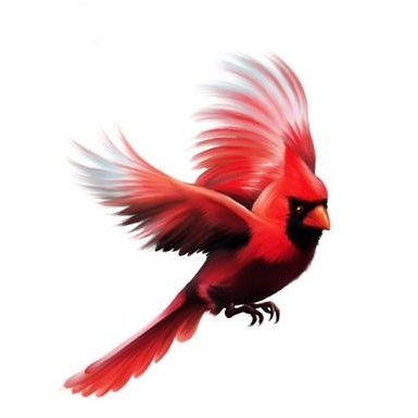 Profile Picture of Kenneth Cardinal (@kennymcardinal) on Twitter