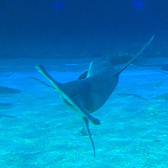 Profile Picture of Shelly Ising (@shelly_ising) on Poshmark