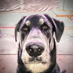 Profile Picture of Derek (@caninecompanioncompany) on Instagram