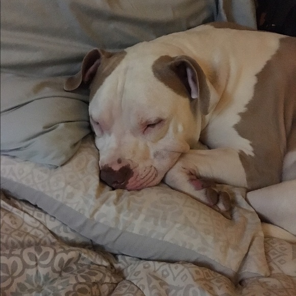 Profile Picture of Nikki Lovaglio (@nikkitaylor1227) on Poshmark