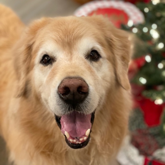 Profile Picture of Perla Timoney (@timonepx) on Poshmark