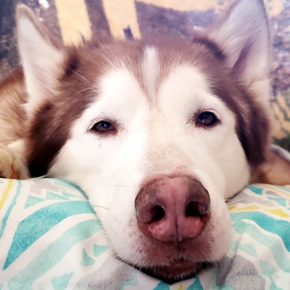 Profile Picture of Tiffany Burnette (@arctichusky) on Poshmark