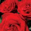 Profile Picture of LarryRachel95FX4 (@larryrachel95fx4) on Tiktok