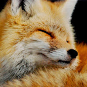 Profile Picture of Andrei Kozlov (@andreikozlov8014) on Youtube