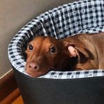 Profile Picture of Corote Kimura (@cao_corote) on Instagram