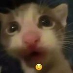 Profile Picture of Xavier (Lie) (@xavier_rune_) on Instagram