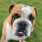 Profile Picture of Prince Harry (Roy)🇬🇧🇨🇵🇳🇱 (@prince_harry_english_bulldog) on Instagram