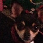 Profile Picture of Jada Ricks (@mypuppyiscute_adorible) on Instagram