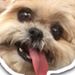 Profile Picture of Puppy  (@dantejiggetts001) on Pinterest