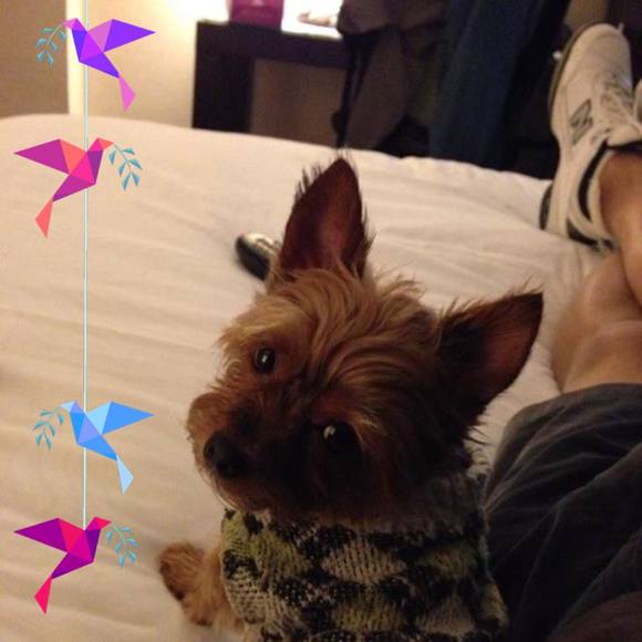 Profile Picture of Robert Loo (@blbrk80) on Poshmark
