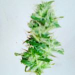 Profile Picture of Samuel Lester Farrell (@zulnaldo_365) on Instagram