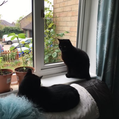 Profile Picture of The Adventures Of Harry & Herbert (@Bertieandbob) on Twitter