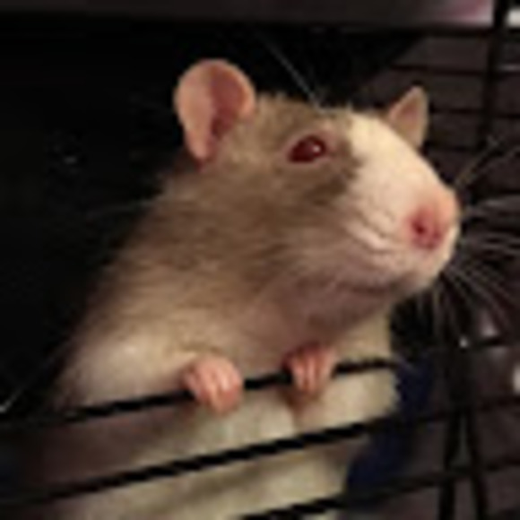 Profile Picture of Pheydra Schworm (@psfay) on Poshmark