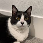 Profile Picture of Starbuck ⭐️🐝 (@starbuck_joe_cat) on Instagram