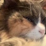 Profile Picture of Chloe Crouch (@cahloeeee) on Instagram