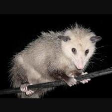 Profile Picture of Bryan Thurman (@Bryanthepossum1) on Twitter
