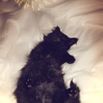 Profile Picture of ❀⋆𝙇𝙤𝙡𝙖⋆❀ (@lola.bray) on Instagram