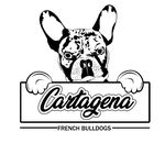 Profile Picture of Thanos Cartagena (@cartagena_frenchies) on Instagram