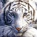 Profile Picture of Sarah Mchombo (@phoenixgoddess) on Pinterest