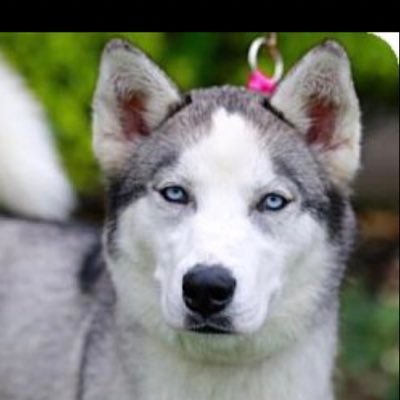 Profile Picture of David Oshiro (@DavidOshiro2) on Twitter