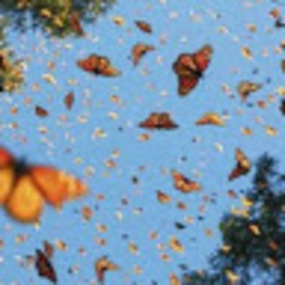 Profile Picture of Lillian Bennett (@lillianb8) on Poshmark