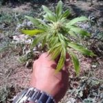 Profile Picture of Jose Michaca (@jose.michaca.31) on Instagram