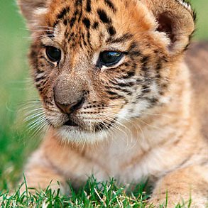 Julia Earl - Twitter Profile Picture of Julia Earl (@julia_earl00) on Twitter