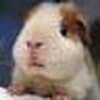 Profile Picture of jacky long (@dragon cloud) on Flickr