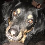 Profile Picture of Prince Charles Arner (@charchar.arner) on Instagram