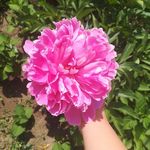 Profile Picture of Brăilean Damaris (@damarisbrailean) on Instagram