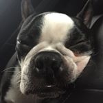 Profile Picture of Daniel Sherburne (@ocho_for_prez) on Instagram