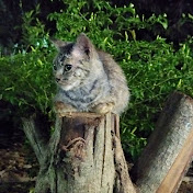 Profile Picture of Joe Rick (@joerick7794) on Youtube