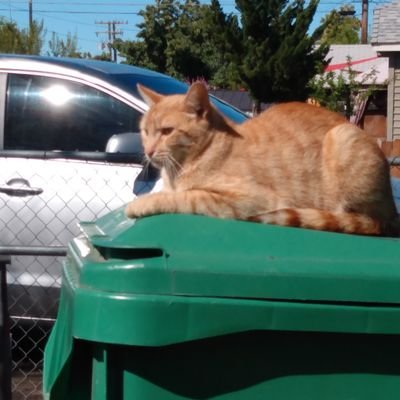 Profile Picture of Joshua Bozarth (@JoshuaBozarth2) on Twitter
