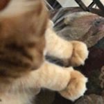 Profile Picture of Barry🐱😜 (@barry_bennett_cat_king) on Instagram