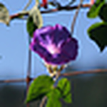 Profile Picture of K Loofbourrow (@jerusalemchild) on Flickr