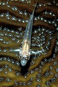 Profile Picture of Coryphopterus glaucofraenumon Wikipedia
