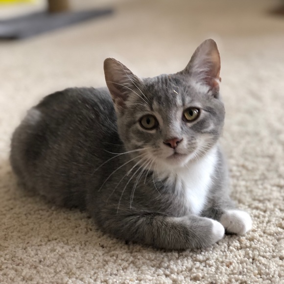 Profile Picture of Jemima Castleberg (@dovejemi) on Poshmark