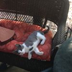 Profile Picture of Felix Bruce 🐾 (@felixbruce17) on Instagram