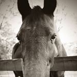 Profile Picture of Lorraine Wilder (@midnightcleary21) on Instagram