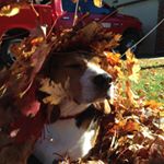 Profile Picture of Corey Seal (@msms_coreyseal) on Instagram