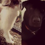 Profile Picture of Love My Pets (@joe_lucky_my_love) on Instagram
