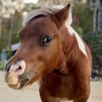 Profile Picture of Rebecca Hangge (@charlie.and.the.chickenfactory) on Instagram