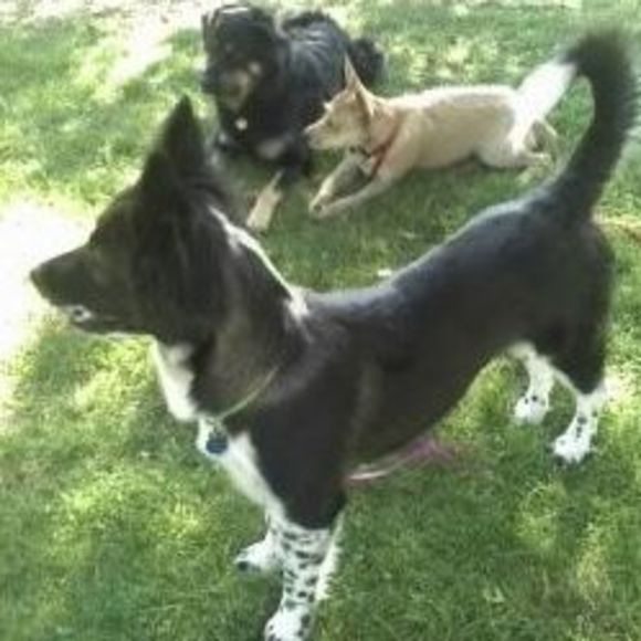 Profile Picture of Susan Ilchi-kabir (@susan22304) on Poshmark