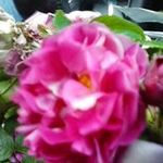 Profile Picture of Judy Gransden Bellows (@judy_bellows) on Instagram