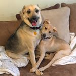 Profile Picture of Ace & Harley & Bennett (@barkingbishopboys) on Instagram