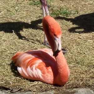 Profile Picture of Meredith English (@lilchasgirl) on Myspace