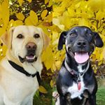 Profile Picture of Ralph + Mika (@theralphgram) on Instagram